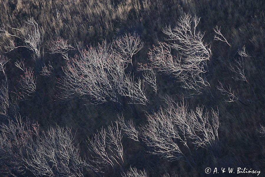 jarzębiny na Bukowym Berdzie, Bieszczady