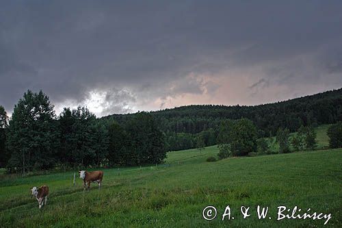 nadchodząca burza nad doliną żłobka, Bieszczady krowy na pastwisku