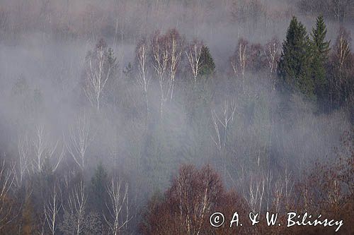 mgły pod Otrytem, Bieszczady