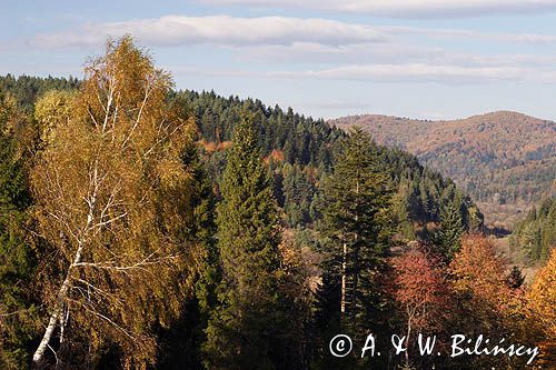 lasy, brzoza, Bieszczady