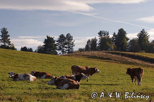 krowy rasy simental na pastwisku, Bieszczady