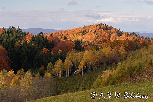 jesień na Ostrem, szczyt Kolasznia, Bieszczady