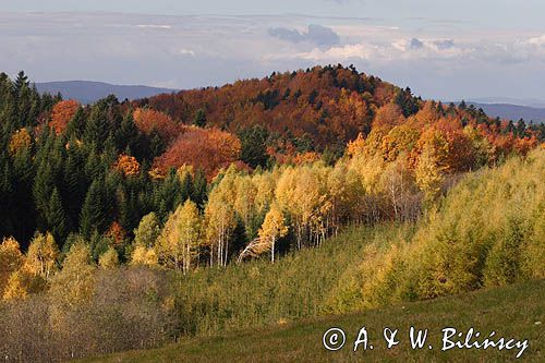 jesień na Ostrem, szczyt Kolasznia, Bieszczady