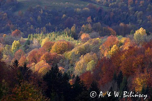 jesień na Ostrem, Bieszczady