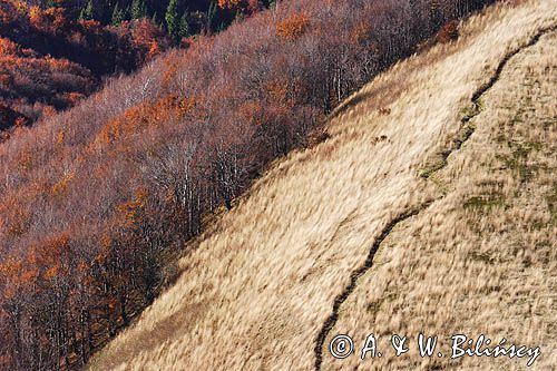 na grzbiecie połoniny, na Smereku, Bieszczady