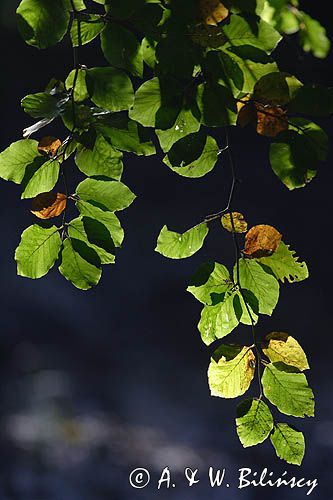 liście buka