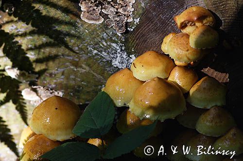 opieńki, Bieszczady opieńka miodowa właściwa Armillaria mellea