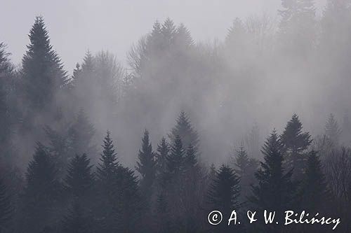 mgły nad Jawornikami, Bieszczady