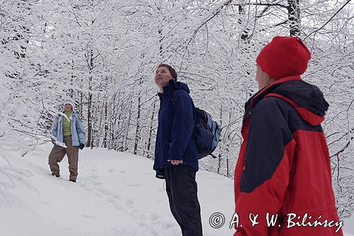 na szlaku na Tarnicę z Wołosatego, Bieszczady