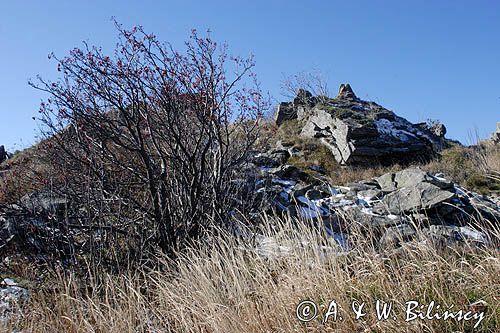 Bieszczady, na Rozsypańcu