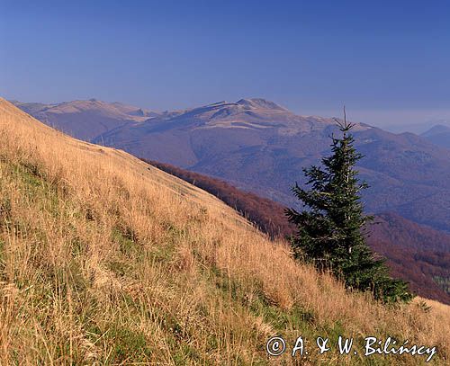 na połoninie Caryńskiej, Bieszczady