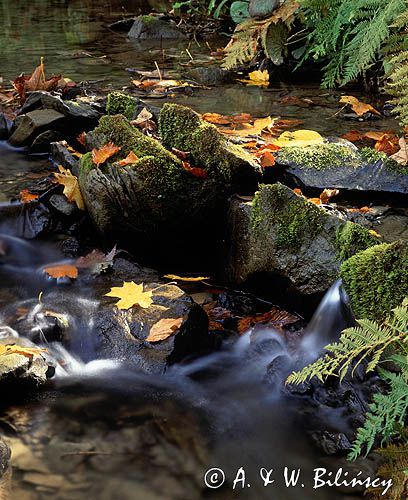 Jesienny bieszczadzki potok, Bieszczady, Polska