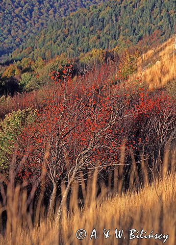 Jarzębina na Bukowym Berdzie w Bieszczadach, Bieszczady, Polska