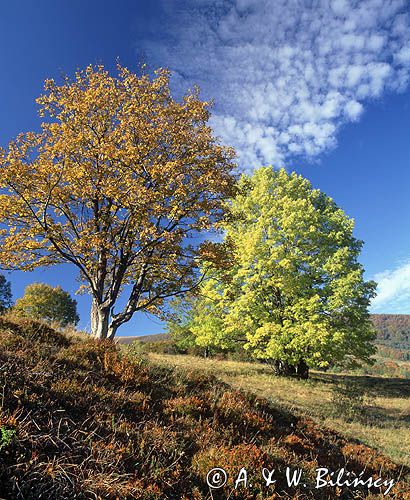 Na Przełęczy Wyżniańskiej, Bieszczady, Bieszczady Park Narodowy, Polska