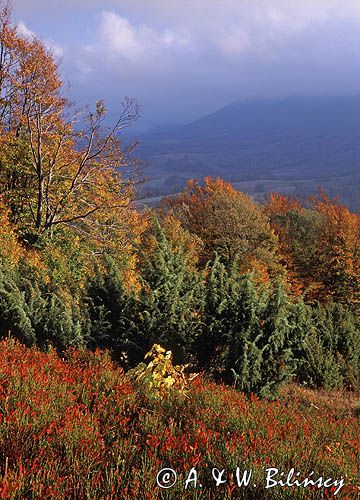 Połonina Wetlińska i Rawki, Bieszczadzki Park Narodowy, Bieszczady, Polska