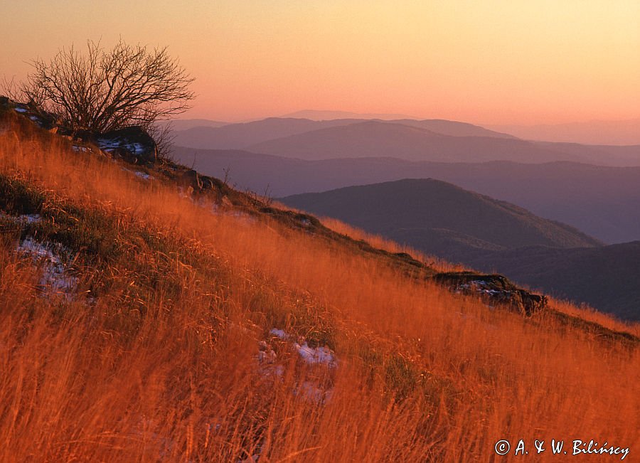 Na stoku Tarnicy, Bieszczady, Polska