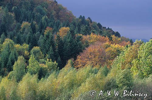 Bieszczady