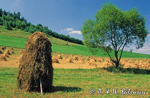 Bieszczadzkie krajobrazy, Bieszczady, Polska