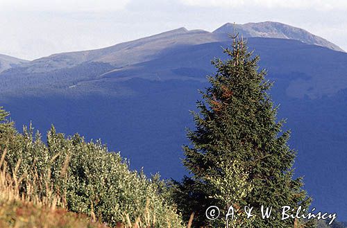 na Połoninie Caryńskiej, Bieszczady, w tle Tarnica i Szeroki Wierch