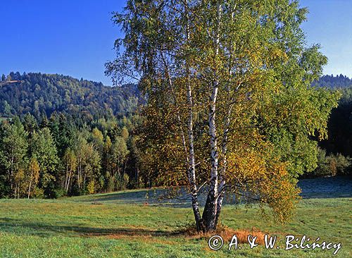 Brzozy w Pasmie Zuków, Bieszczady