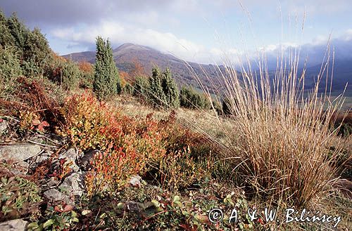 Bieszczady Połonina Wetlińska i Caryńska w tle