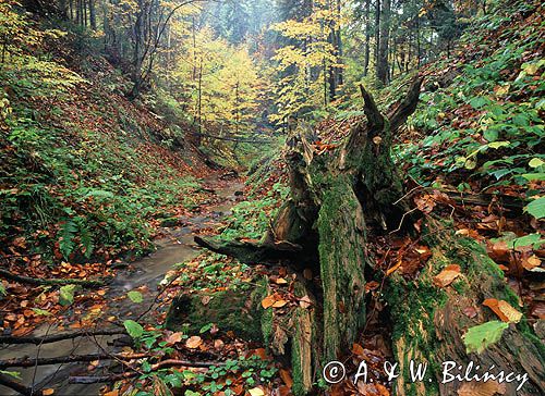 Bieszczady, potok w lesie