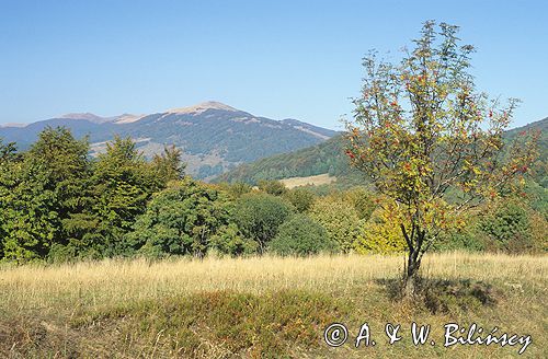 Samotnie rosnąca jarzębina, Bieszczady