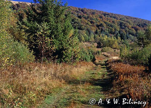 Bieszczady, droga pod Wetlińską