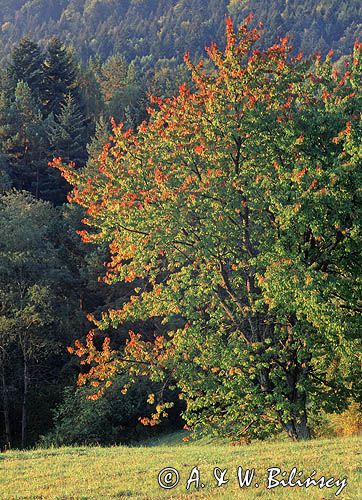 Czereśnia, Bieszczady