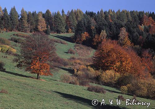 Pasmo żuków, Bieszczady, Polska, Europa