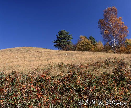 Paniszczew, Bieszczady