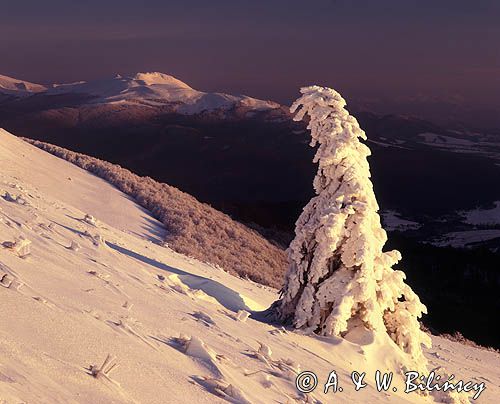 na połoninie Caryńskiej, Bieszczady, widok na Tarnicę