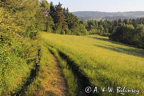 łąka koło Czarnej, Bieszczady