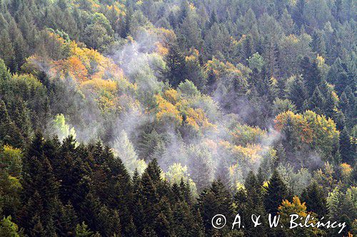 poranne mgły nad lasem, Bieszczady