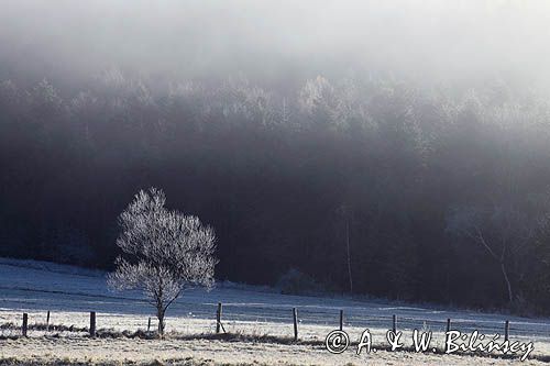 szron na łąkach, we mgle, Bieszczady pod Jawornikami