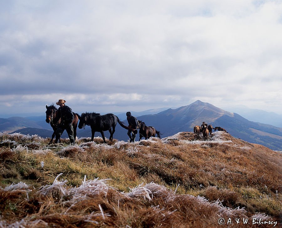 Bieszczady koniki huculskie na Połoninie Wetlińskiej