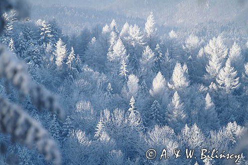 las, Bieszczady, na Jawornikach