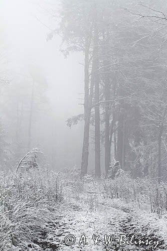 stokówka we mgle, Bieszczady, na Jawornikach