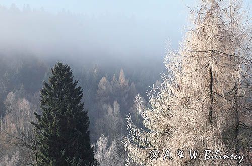 modrzew Larix decidua we mgle, Bieszczady