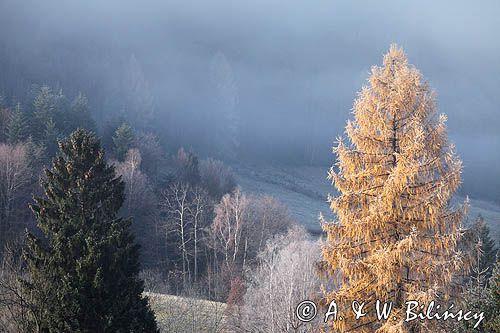 modrzew Larix decidua we mgle, Bieszczady