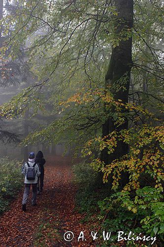 wędrówka niebieskim szlakiem przez las na Otrycie, Park Krajobrazowy Doliny Sanu, Bieszczady