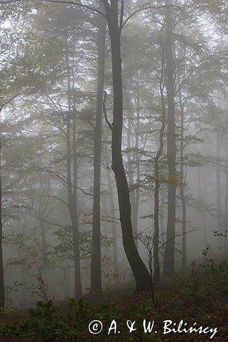 las na Otrycie, Park Krajobrazowy Doliny Sanu, Bieszczady