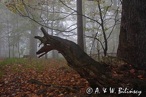 las na Otrycie, Park Krajobrazowy Doliny Sanu, Bieszczady