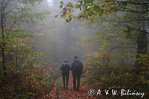 wędrówka niebieskim szlakiem przez las na Otrycie, Park Krajobrazowy Doliny Sanu, Bieszczady