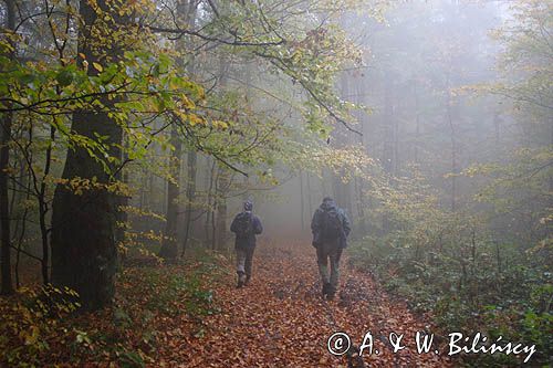 wędrówka niebieskim szlakiem przez las na Otrycie, Park Krajobrazowy Doliny Sanu, Bieszczady