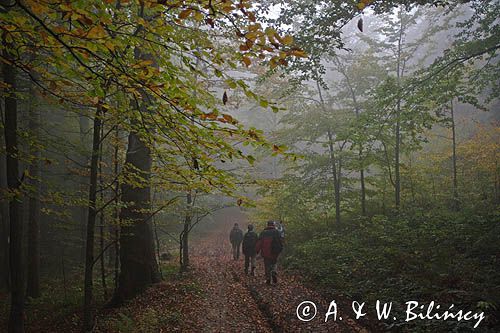 wędrówka niebieskim szlakiem przez las na Otrycie, Park Krajobrazowy Doliny Sanu, Bieszczady