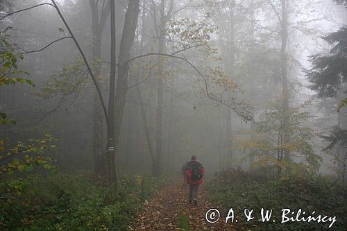 wędrówka niebieskim szlakiem przez las na Otrycie, Park Krajobrazowy Doliny Sanu, Bieszczady