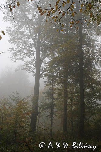 las na Otrycie, Park Krajobrazowy Doliny Sanu, Bieszczady