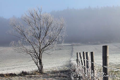 szron na łąkach, we mgle, Bieszczady pod Jawornikami