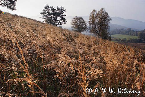 Rajskie, Bieszczady